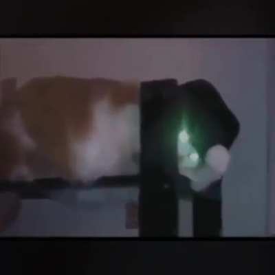El gato fachero