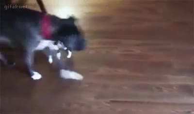 Hitting the puppy