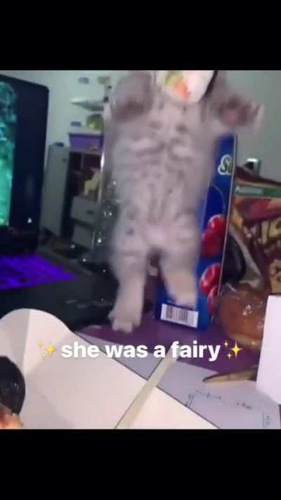 fairy wunk 🧚&zwj;♀️