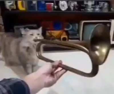 I'd post for selfie saturday but the last two posts i did got 2 upvotes so have a cat meme instead