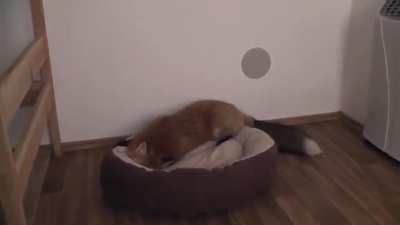 Fox plays with his tail