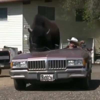 "I'm gonna take my bull to the old town road"