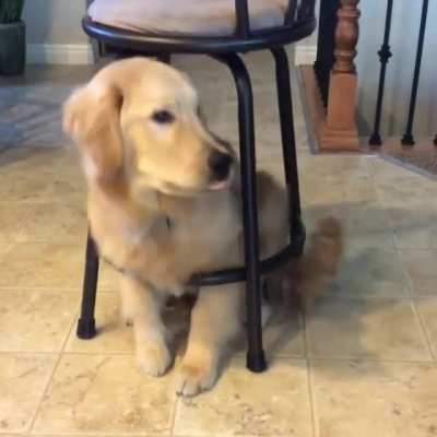 "Sit. Good boy."