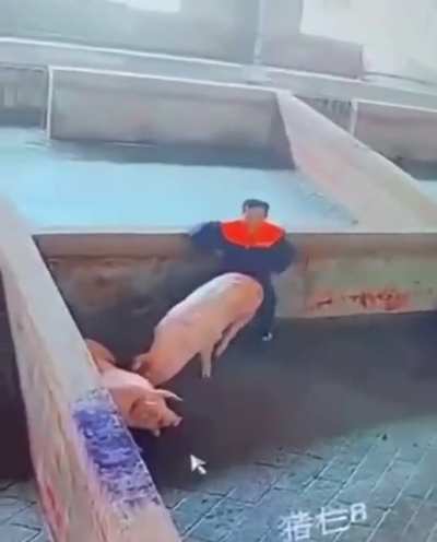 你玩佟丽娅，我玩大白猪