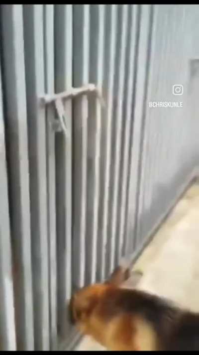 Dog frees his friend who is locked up.