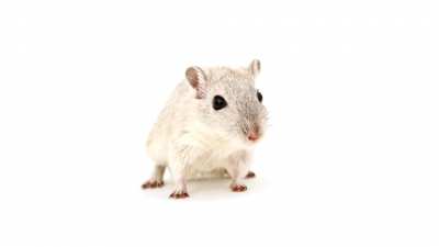 Hamster rule