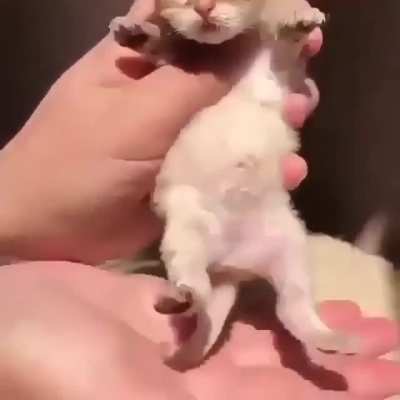 Itty bitty squeaks