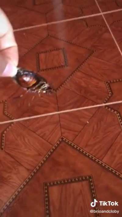 Fear of cockroaches