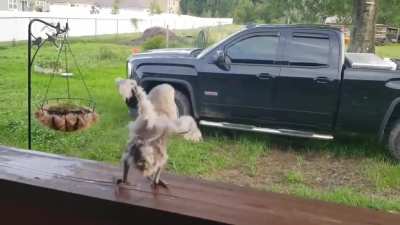 Baby Bird Rockin&rsquo; Out