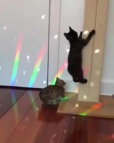 Kitty Night
