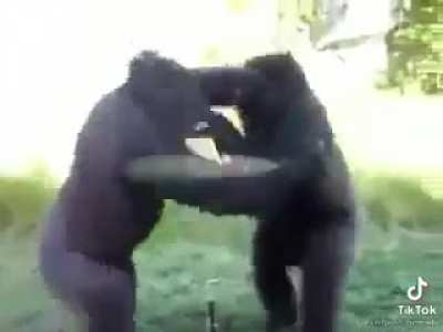 BeelcitosMemes - Video #9289