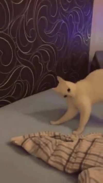 High on catnip