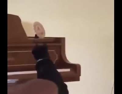 😎😎😼😼