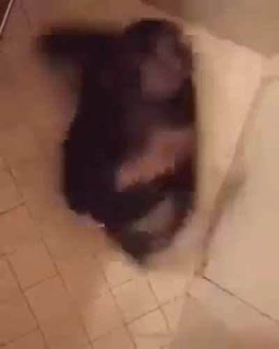 spin da' chimp