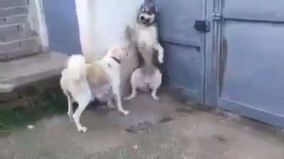 Mom Dog scolding Dad for threatening children unnecessarily
