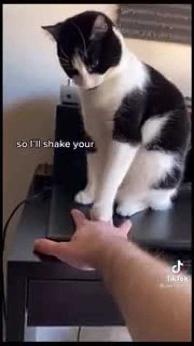 Cats will be cats (from memerman&rsquo;s upload)