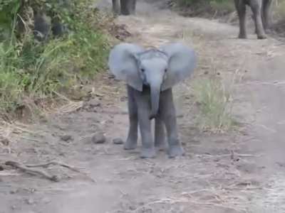 Beb&ecirc; elefante tentando intimidar fot&oacute;grafos