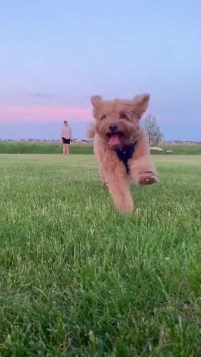 My dog running into the camera