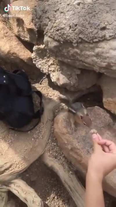 Stupid squirrel