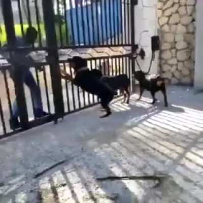 Who let the dogs out?