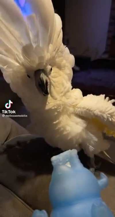 Birb