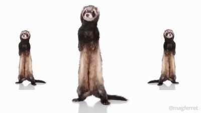 funny ferret :)