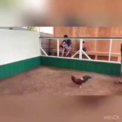 Cock fighters