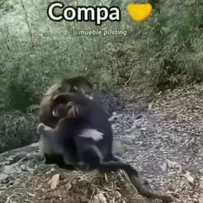 Compa