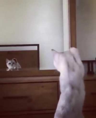 Katze realisiert dass sie Ohren hat