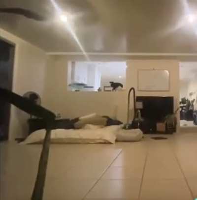 Hide &amp;amp; seek with the dog