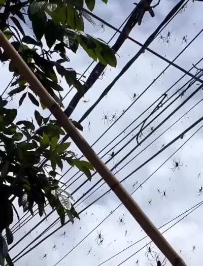 What&rsquo;s worse than a box of spiders?