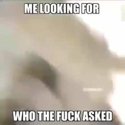 Me looking for wtf asked