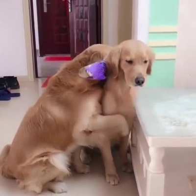 In case you were wondering what true love looks like.