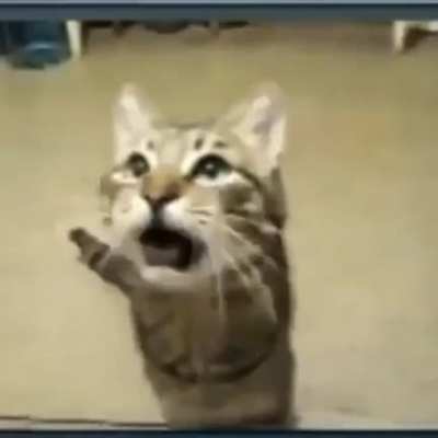Blursed_mrow