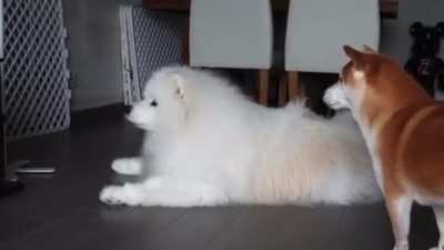 The Shiba Inu's voice