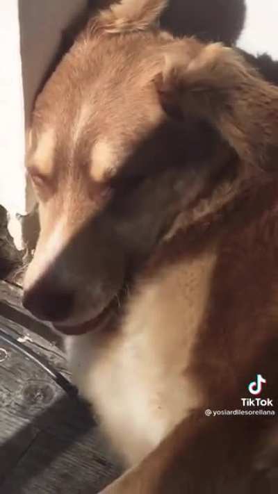 Eating while asleep