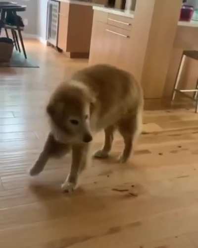 This is Baker. He dances when it&rsquo;s dinner time.