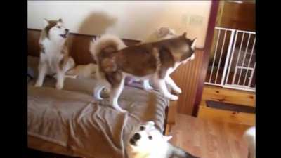Dogs (that's the animals)