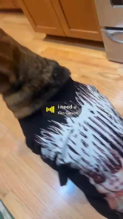Ken x Dog