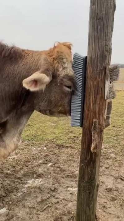 Just a big boye