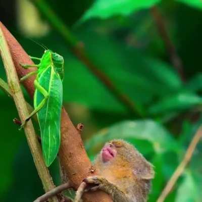 A pygmy marmoset interested in an insect in this amazing clip from "Tiny World".