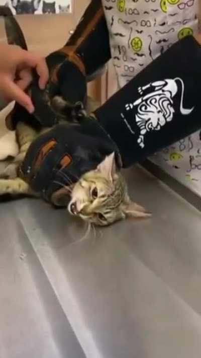 I kill you, hooman!