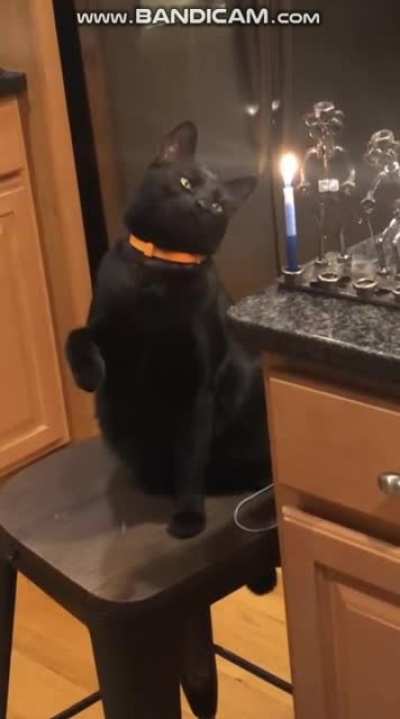 what did this cat just do again?