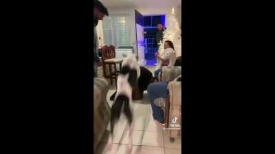 Te amo perrito que salta personas