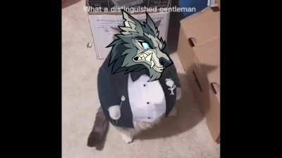 What a fine little gentleman