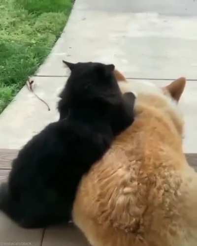 Не грусти бро, я с тобой!