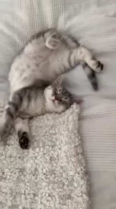 Cat, is this really the best position to sleep in, srsly