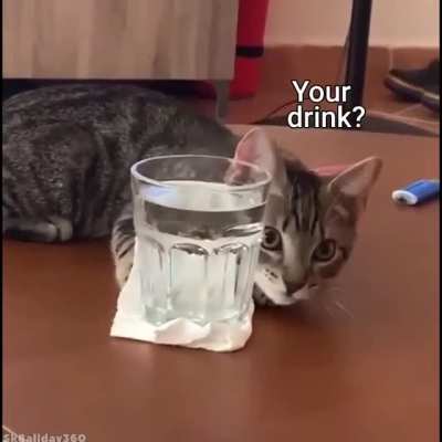 aqua feline