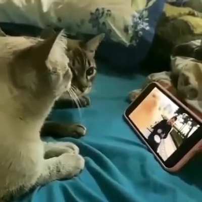 They love it.. it was better with sound :(