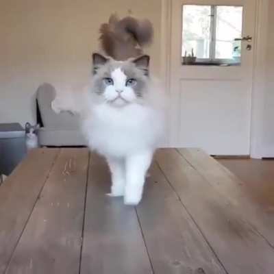 The Fluffiest Princess